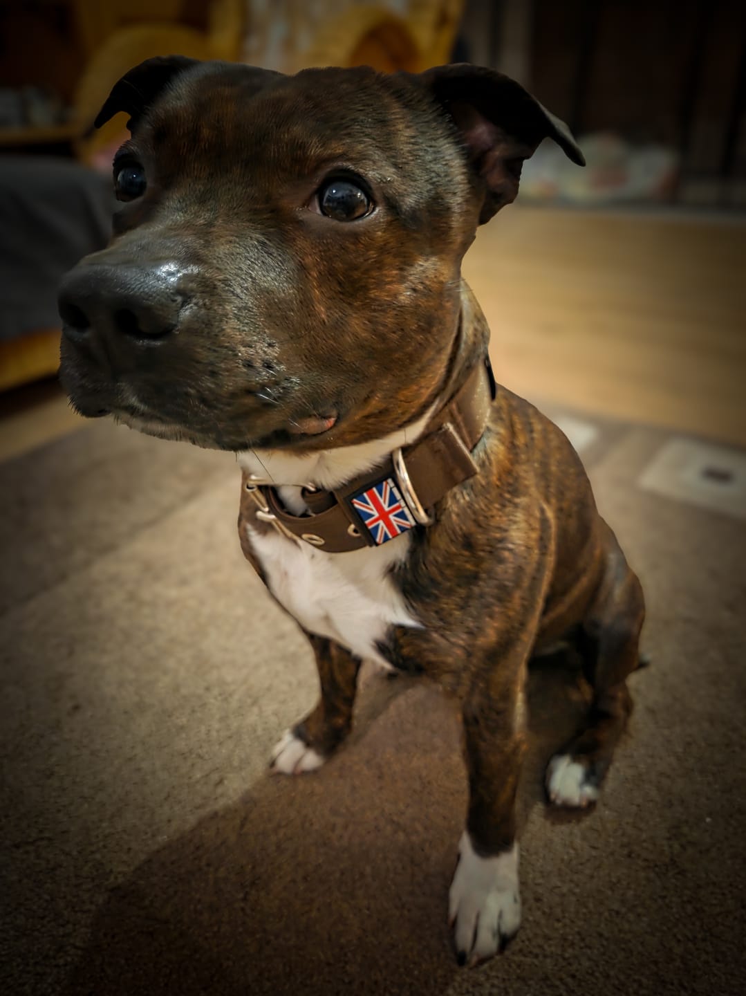 Customer photo review of Staffordshire Bull Terrier 1935® Nylon Collar - Chocolate