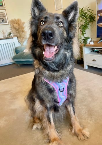 Customer photo review of Tough Trails™ Harness - PPB Pastel Swirl