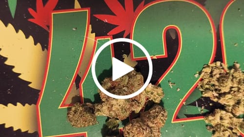 Customer video review of THCa Indoor Smalls