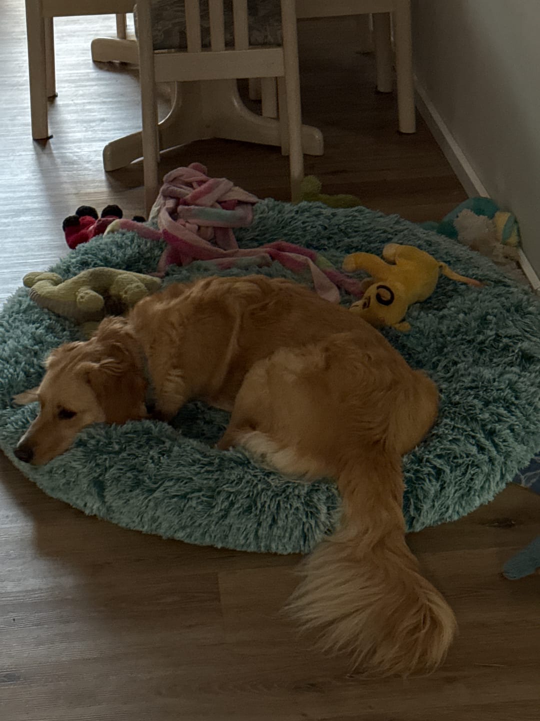 Customer photo review of Calming Pet Bed with Removable Cover