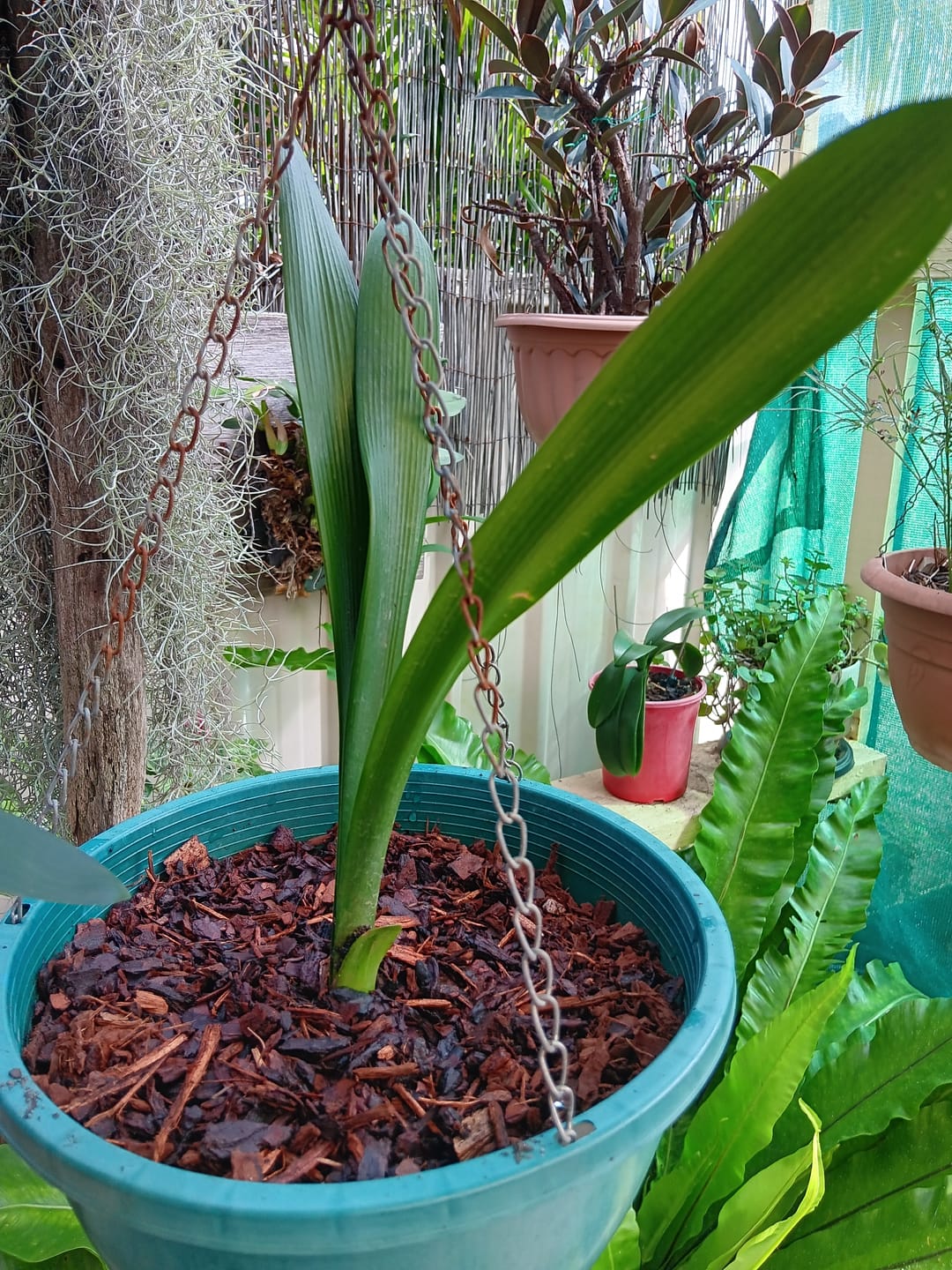 Customer photo review of Clivias – Buy Online & Delivered Australia-Wide
