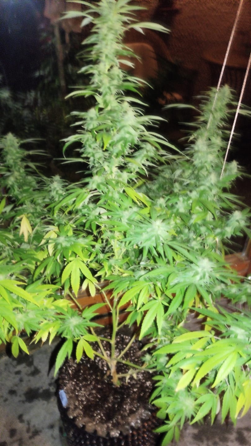 Customer photo review of Hanfstecklinge | Chocolate Haze
