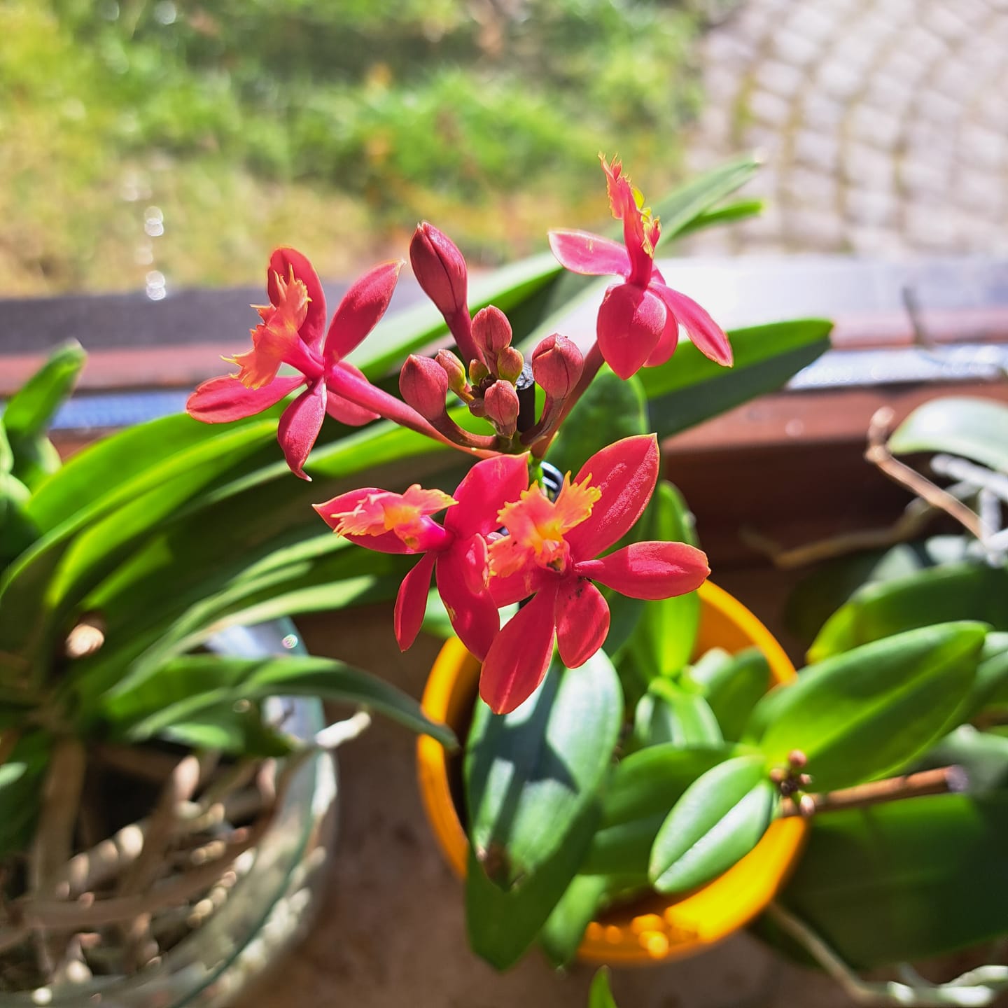 Customer photo review of Epidendrum Nordic Fire Dauerblüher mit orange-roten Blüten und 1 Rispe