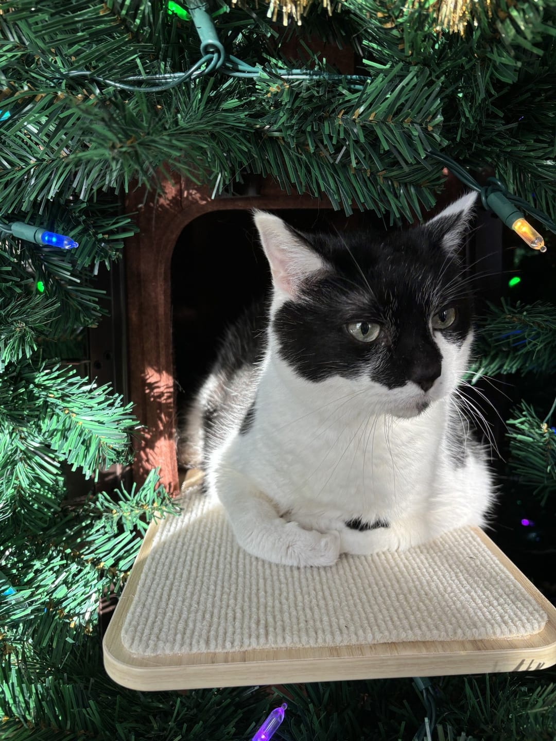 Customer photo review of Cat Christmas Tree - Sep 2026