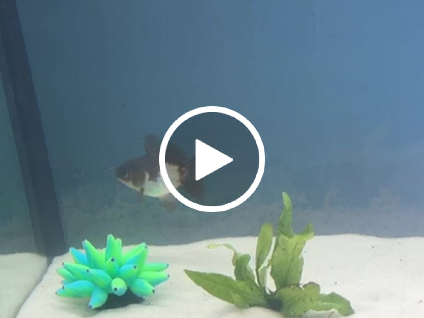 Customer video review of Live Premium Fancy Goldfish Thai Oranda 2"-4" Body Panda (Our Choice)