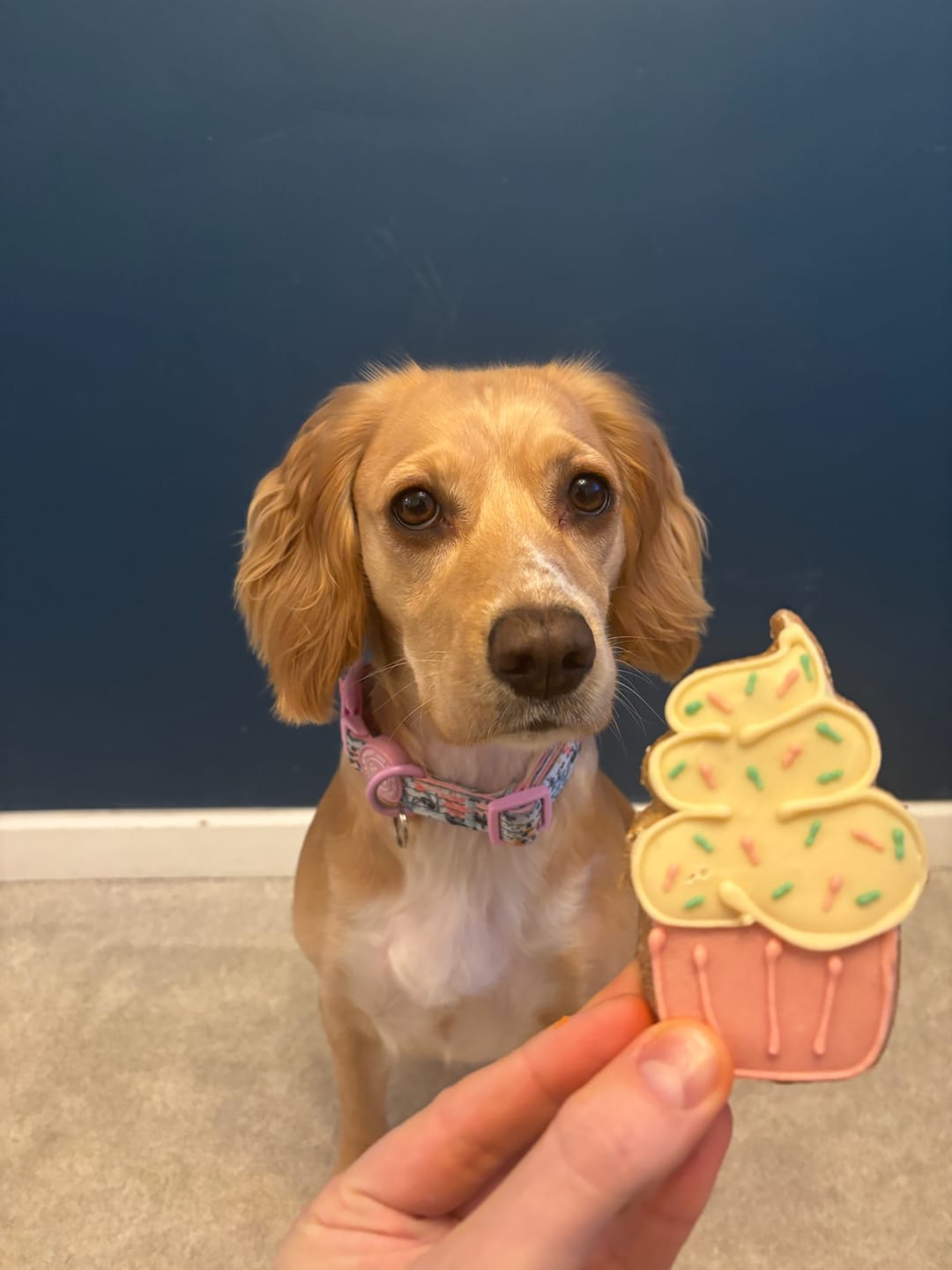 Customer photo review of Trail & Glow Adjustable Collar - Colour Drops - Spring Dreams