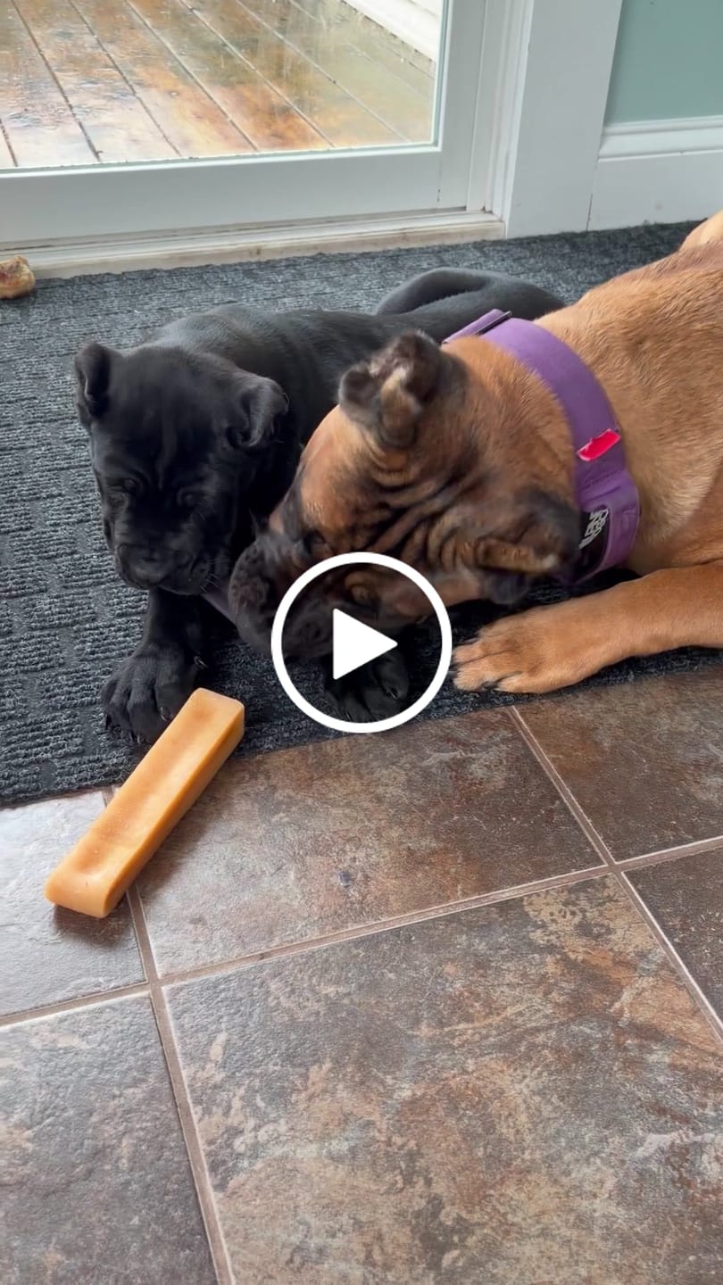 Customer video review of Blueberry Himalayan Yak Chew (MEDIUM)