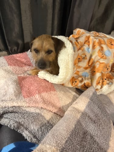 Customer photo review of Dog Blankie - Curly Club Collection