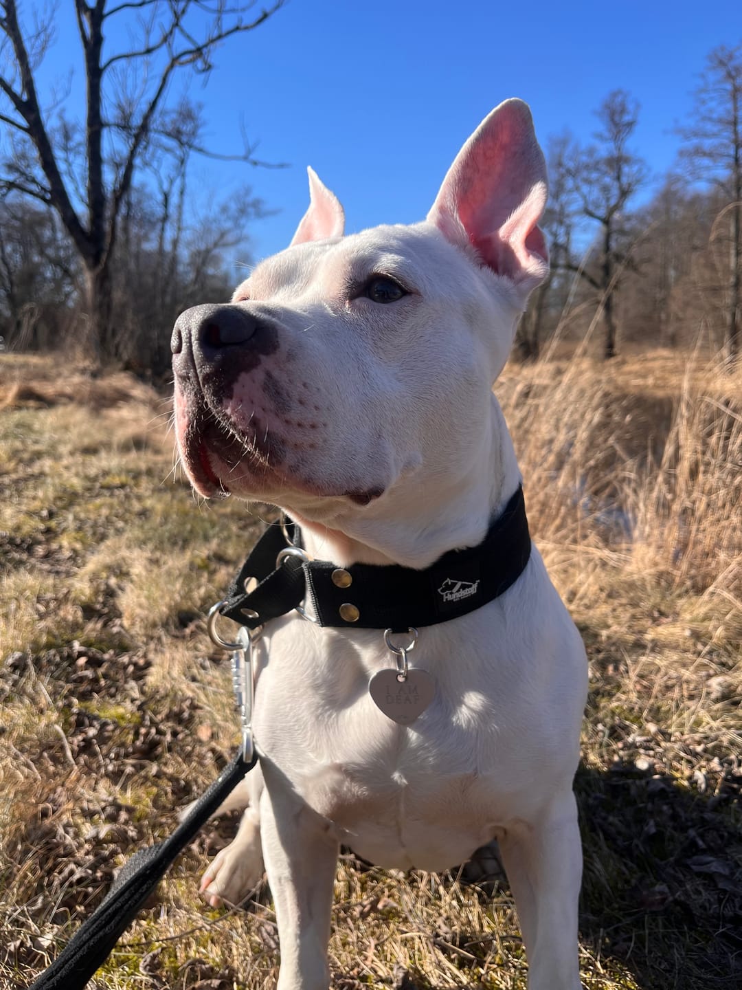 Customer photo review of Martingale Svart - Brett fodrat halsband halvstryp