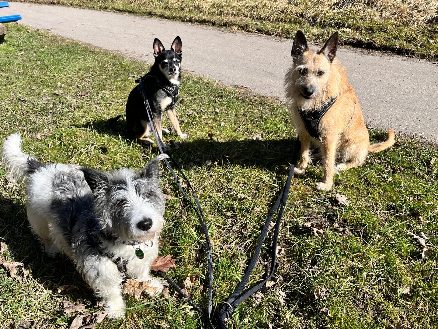 Customer photo review of Wurmtest Basic Hund