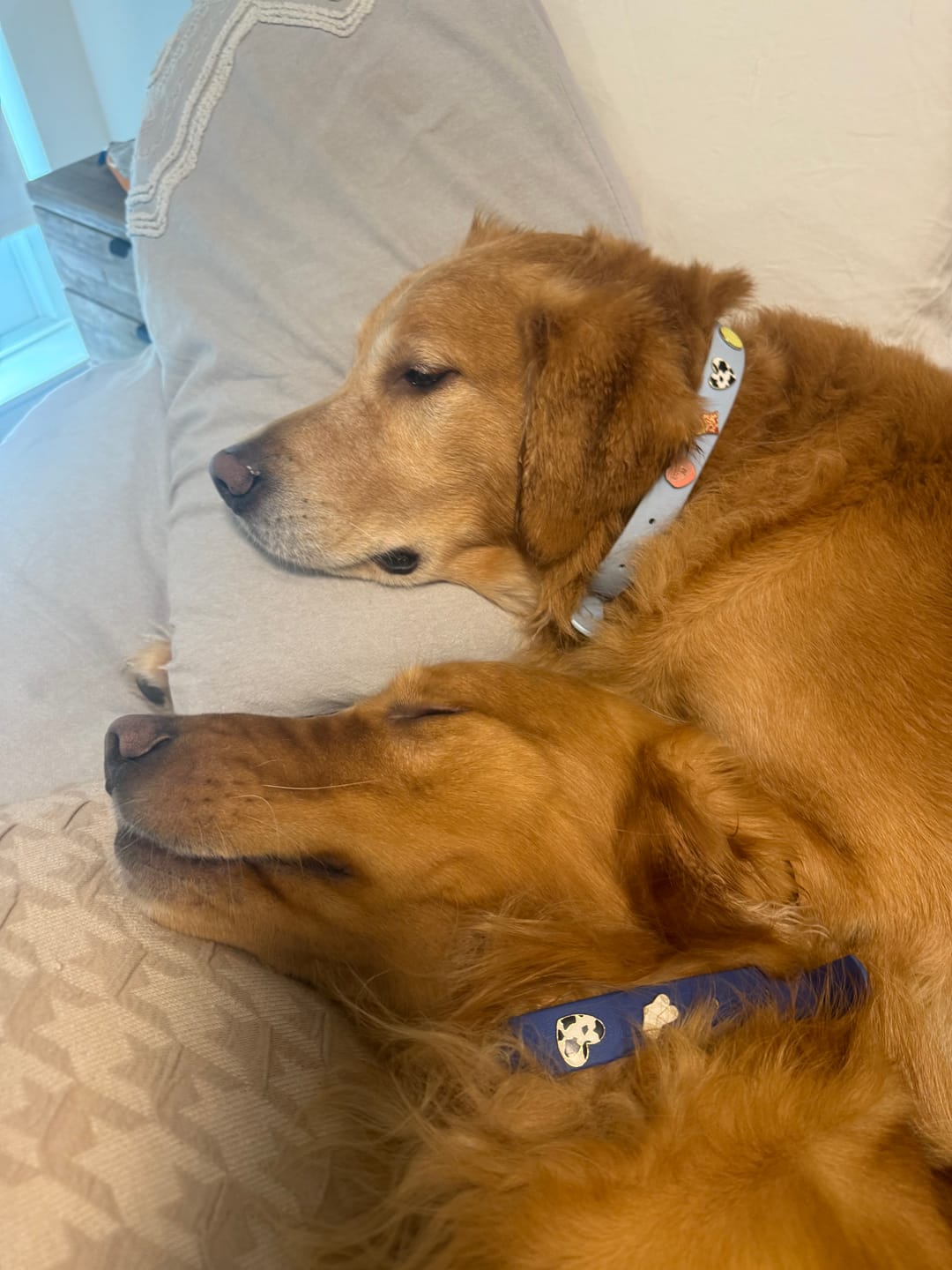Customer photo review of Moodies Collar
