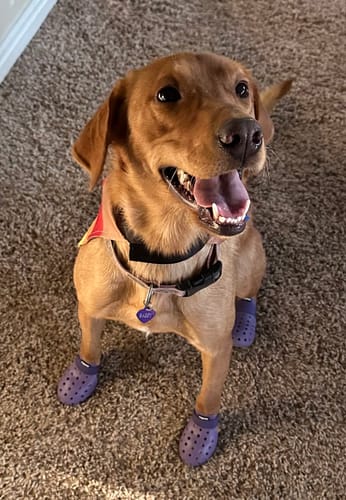 Customer photo review of WagWellies® Mojave