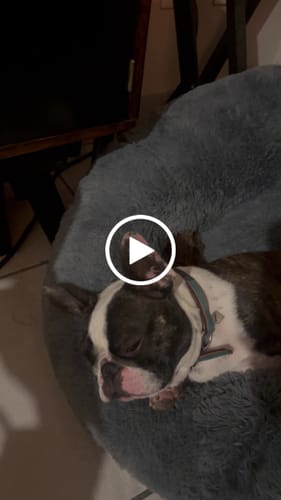 Customer video review of Cama Antiestrés para Perros