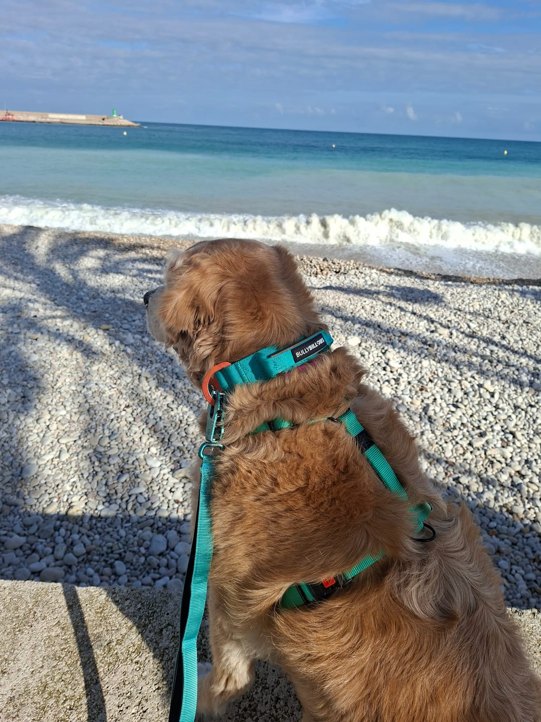 Customer photo review of 4cm LIGHTER Combat® Collar | With Handle Rated Clip - Turquoise & Orange