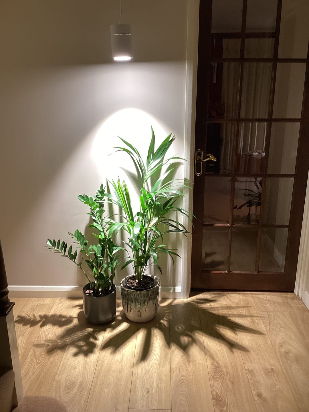 Customer photo review of Claria Grow Light Pendant