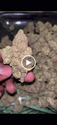 Customer video review of Blueberry Muffin THCA Flower