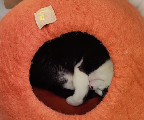 Customer photo review of WoolNest Premium