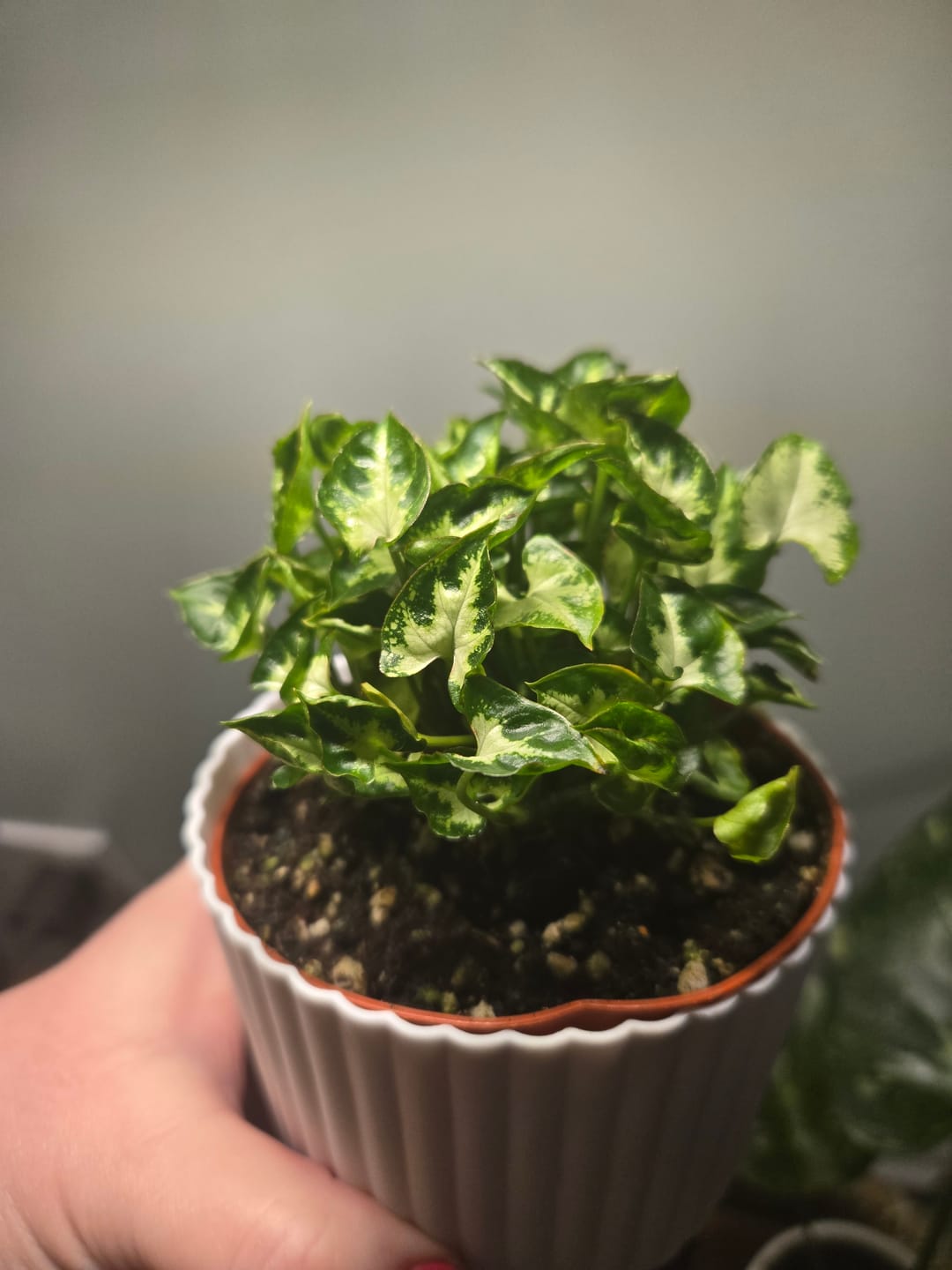 Customer photo review of Syngonium podophyllum 'Pixie'