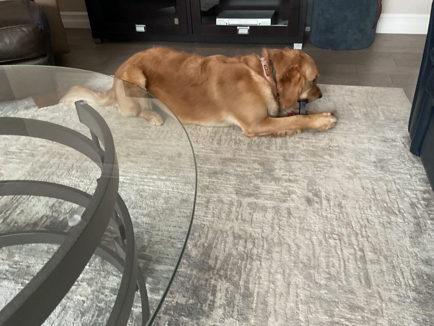 Customer photo review of Blueberry Himalayan Yak Chew (MEDIUM)