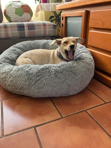 Perrita de un cliente bostezando contenta en su Cama Antiestrés gris y afelpada.