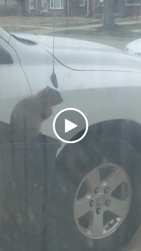 Customer video review of Mushroom Chocolates