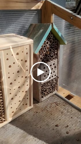 Customer video review of Mauerbienenkokons - Rostrote Mauerbiene