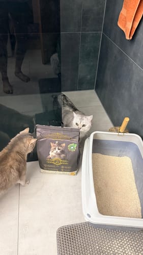 Ein Kunde zeigt seine zwei Katzen, die das neue Katzenstreu in der Packung und in der damit gefüllten Katzentoilette begutachten.