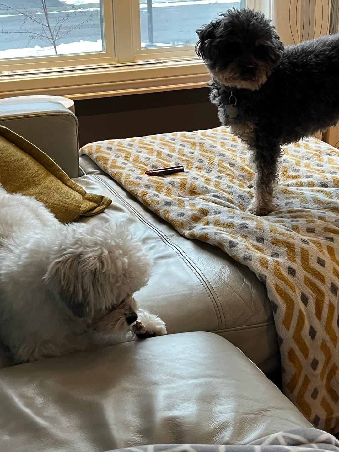 Customer photo review of 12 Inch Standard Bully Stick