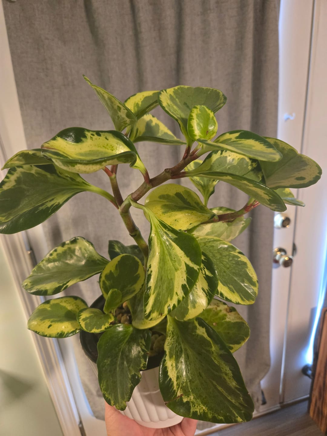 Customer photo review of Peperomia obtusifolia 'Golden Gate'