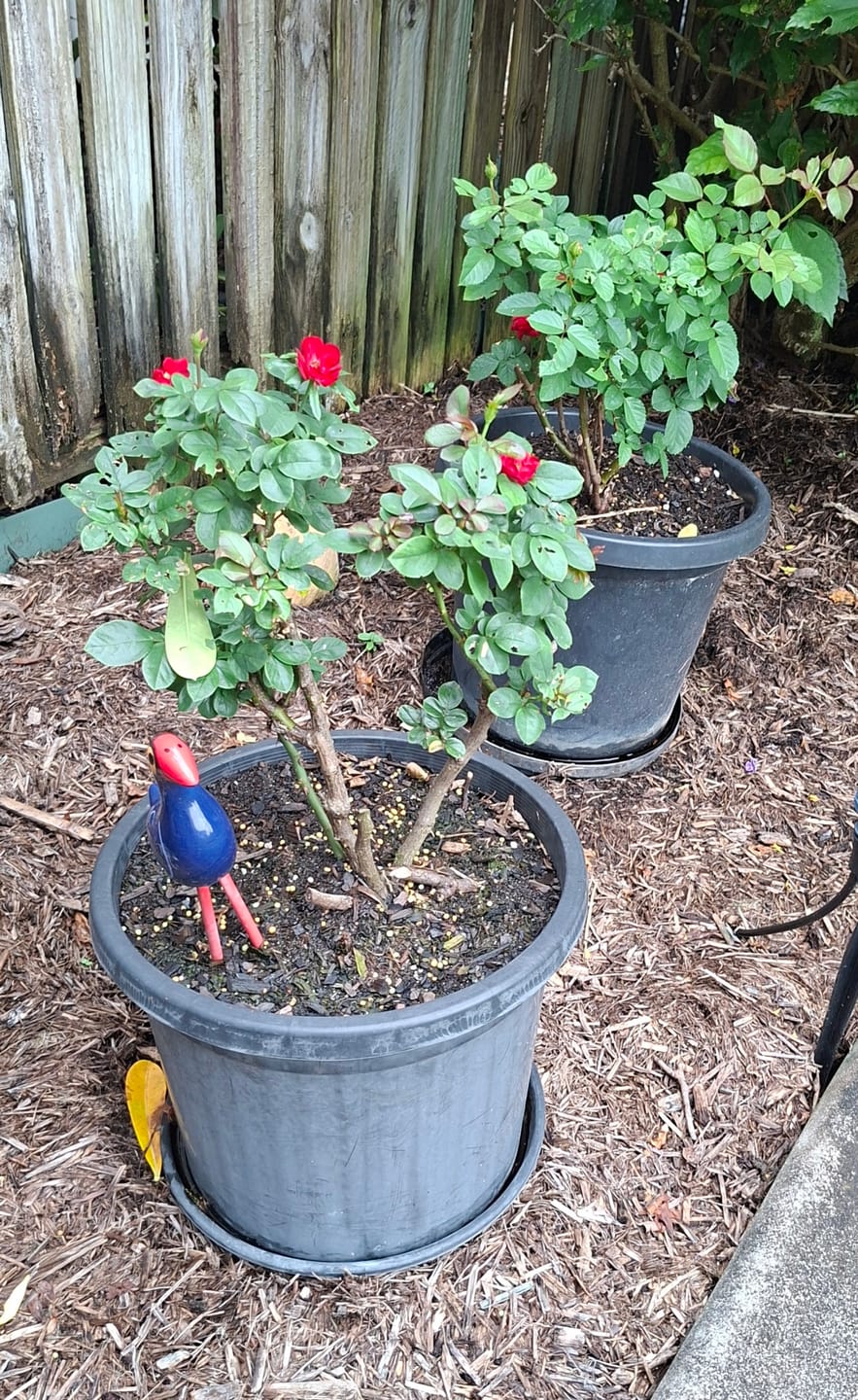 Customer photo review of New Zealand Ceramic Garden Pukekos