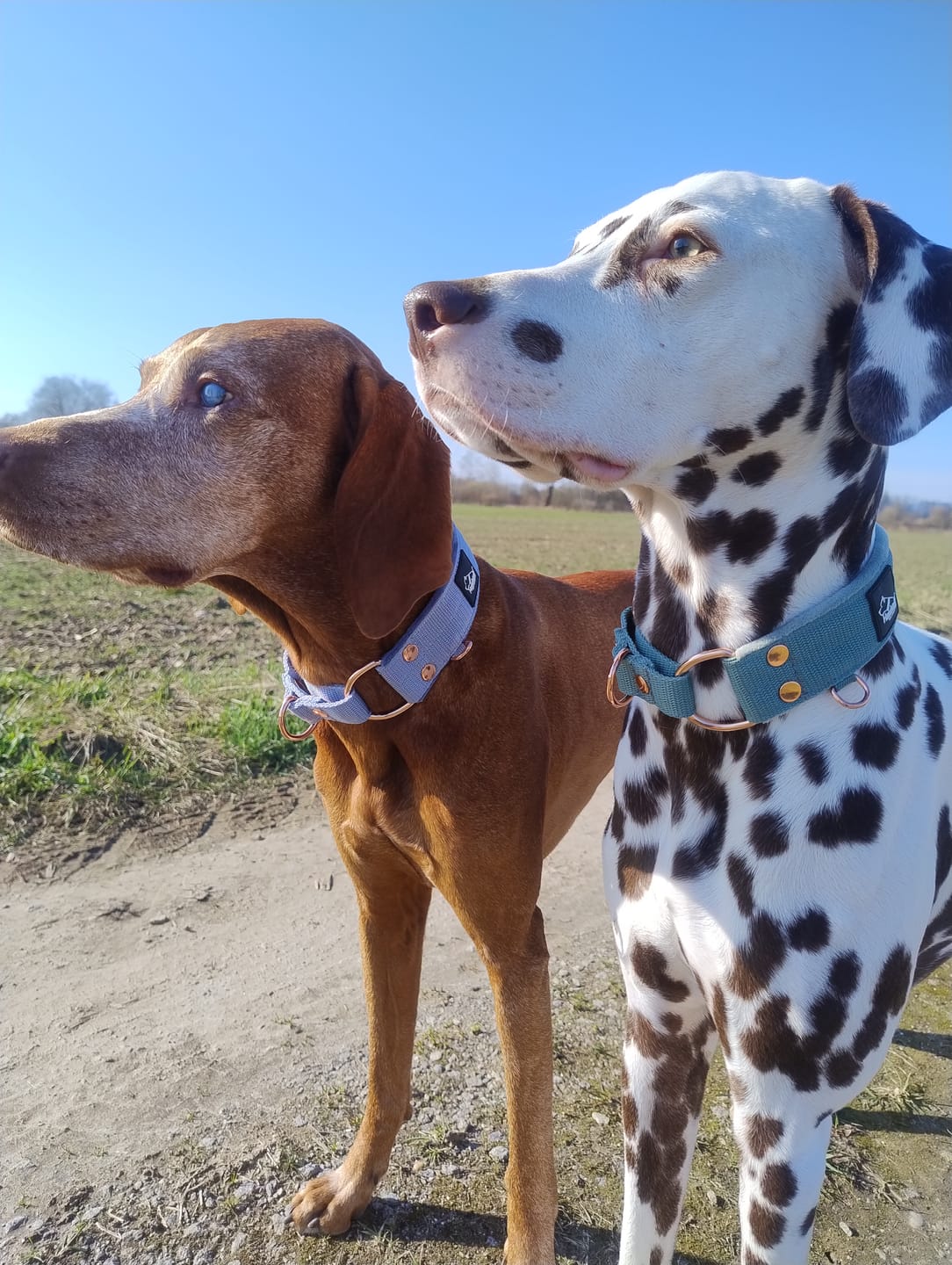 Customer photo review of Martingale Rose Edition Grå - Brett fodrat halsband halvstryp