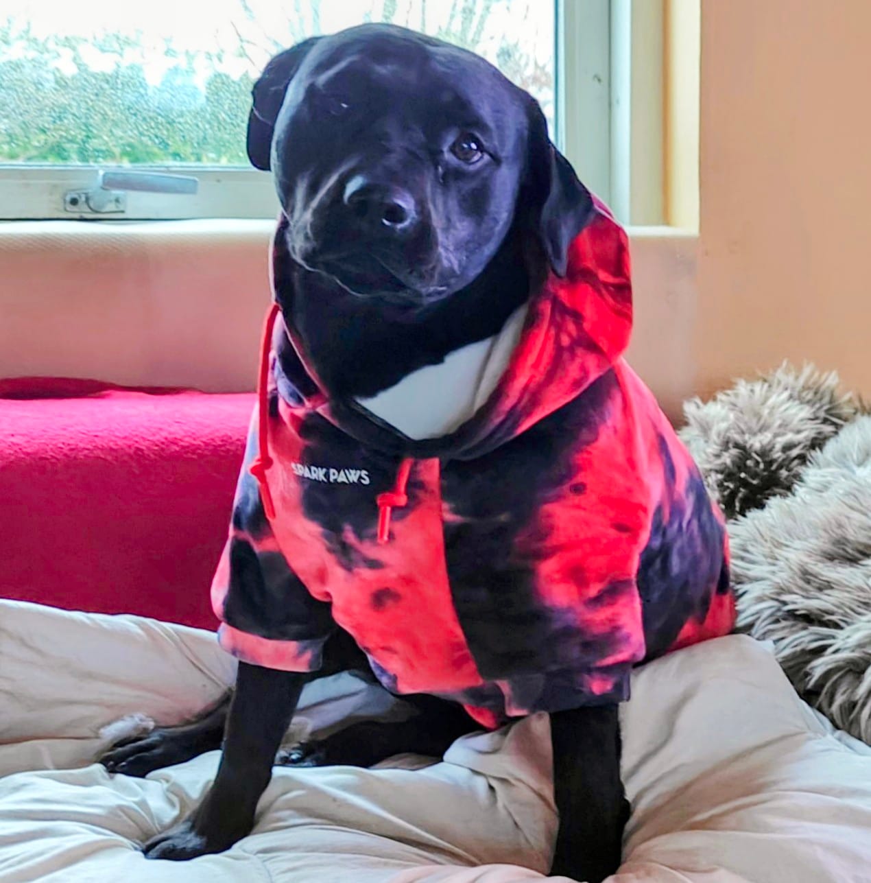 Customer photo review of Velvet Dog Hoodies