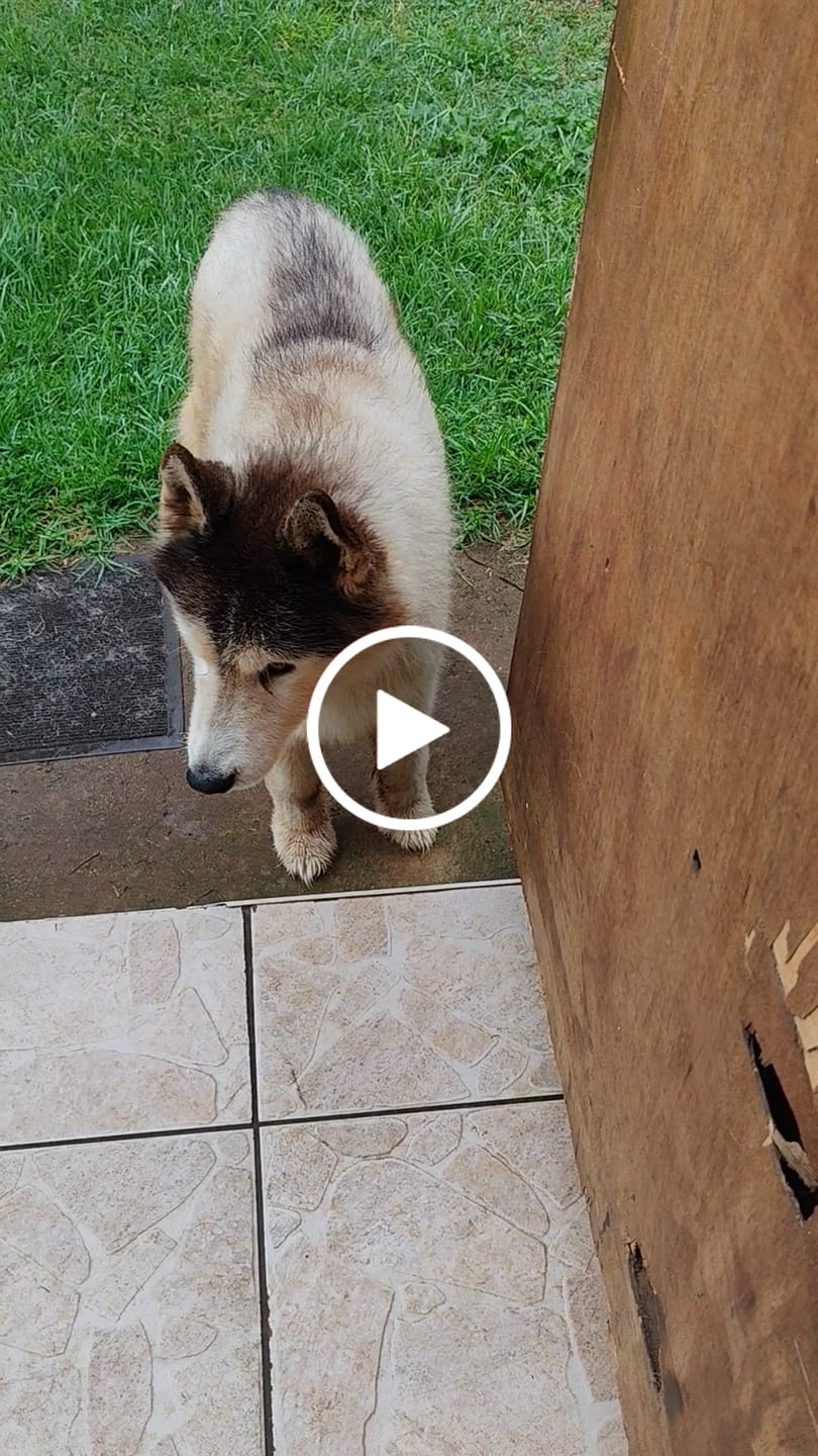 Customer video review of Flexcare & Doggymin (Joint & Skin Support For Dogs & Cats)