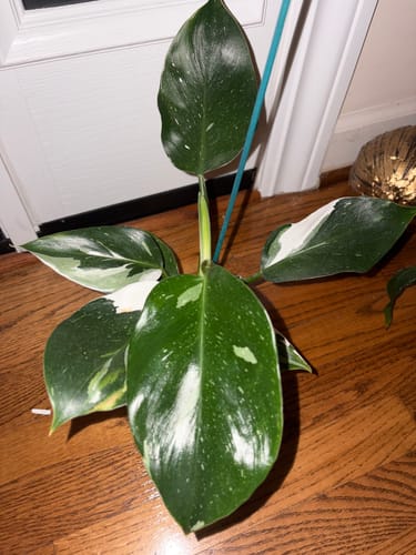 Customer's Philodendron 'White Wizard' plant with several green leaves showing white splashy variegation.