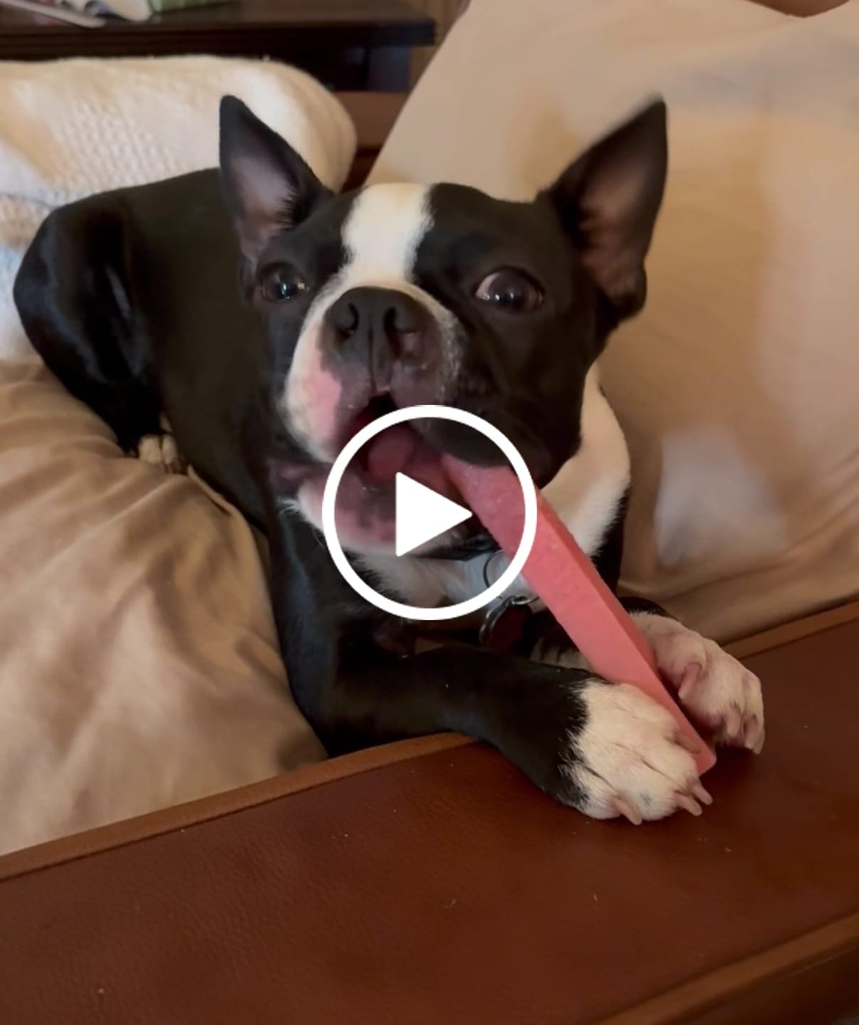 Customer video review of Strawberry Yak Chews