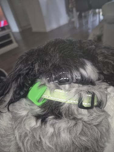 Customer photo review of FluffGuard - 12 Months Bug Free Collar