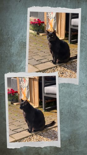 Ein Kunde teilt ein Foto seines zufriedenen schwarzen Katers, der auf einer Terrasse in der Sonne sitzt.
