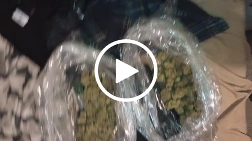 Customer video review of Blueberry Muffins - Bulk - Indica