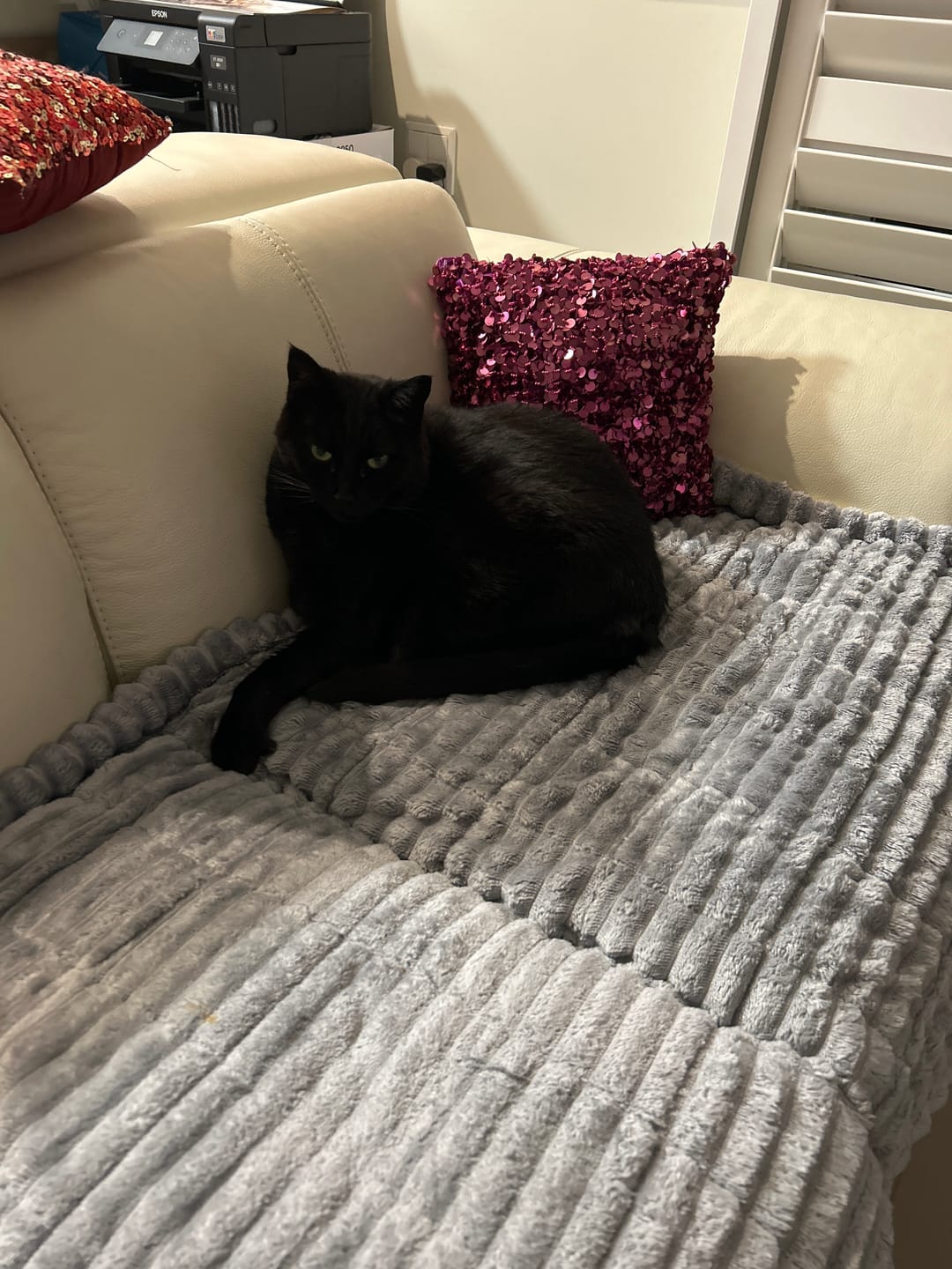 Customer photo review of LuxeLounge™ Couch Cover - Premium Protection Dogs Love