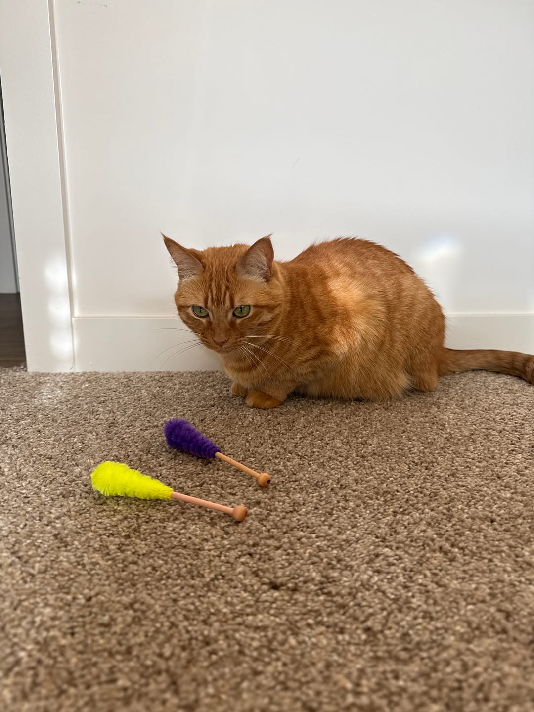 Customer photo review of Pop 'n Purr Candy