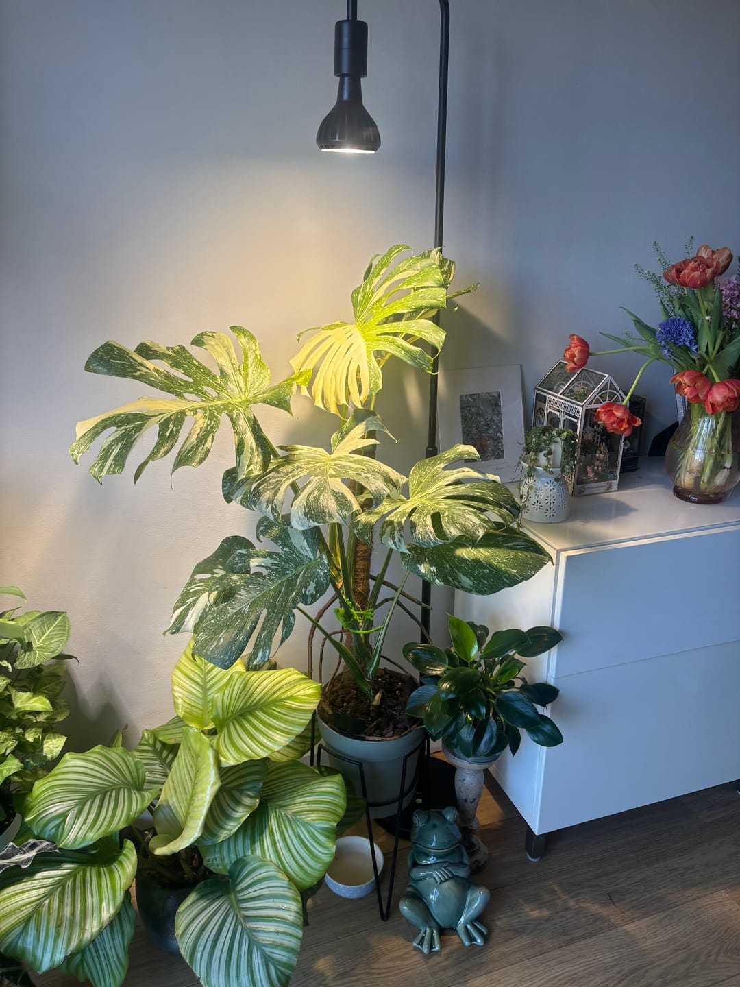 Customer photo review of Pianta Grow Light and Adjustable Floor Lamp Bundle