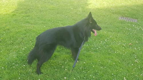 A reviewer's large black dog, a Belgian Shepherd, standing on a lush green lawn.