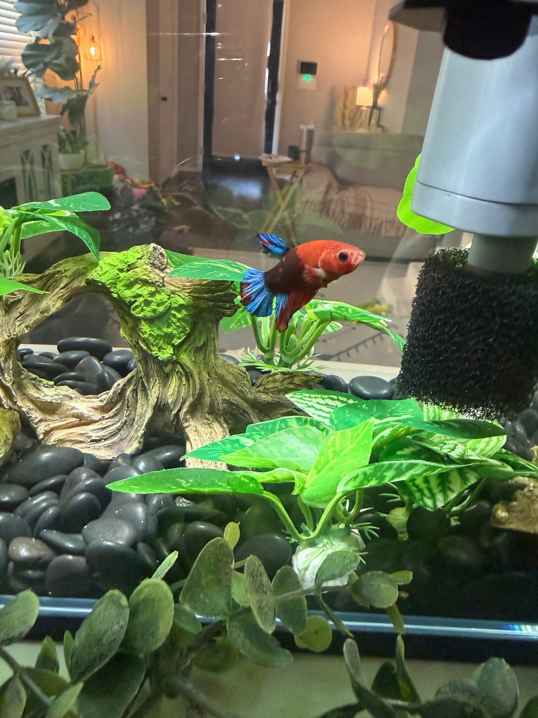 Customer photo review of Dark Flame Hellboy Plakat Male Betta Fish | Mystery Betta