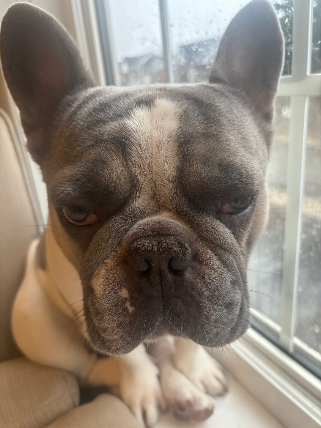 Customer photo review of Farmed Insects formulas / Adult & Puppy