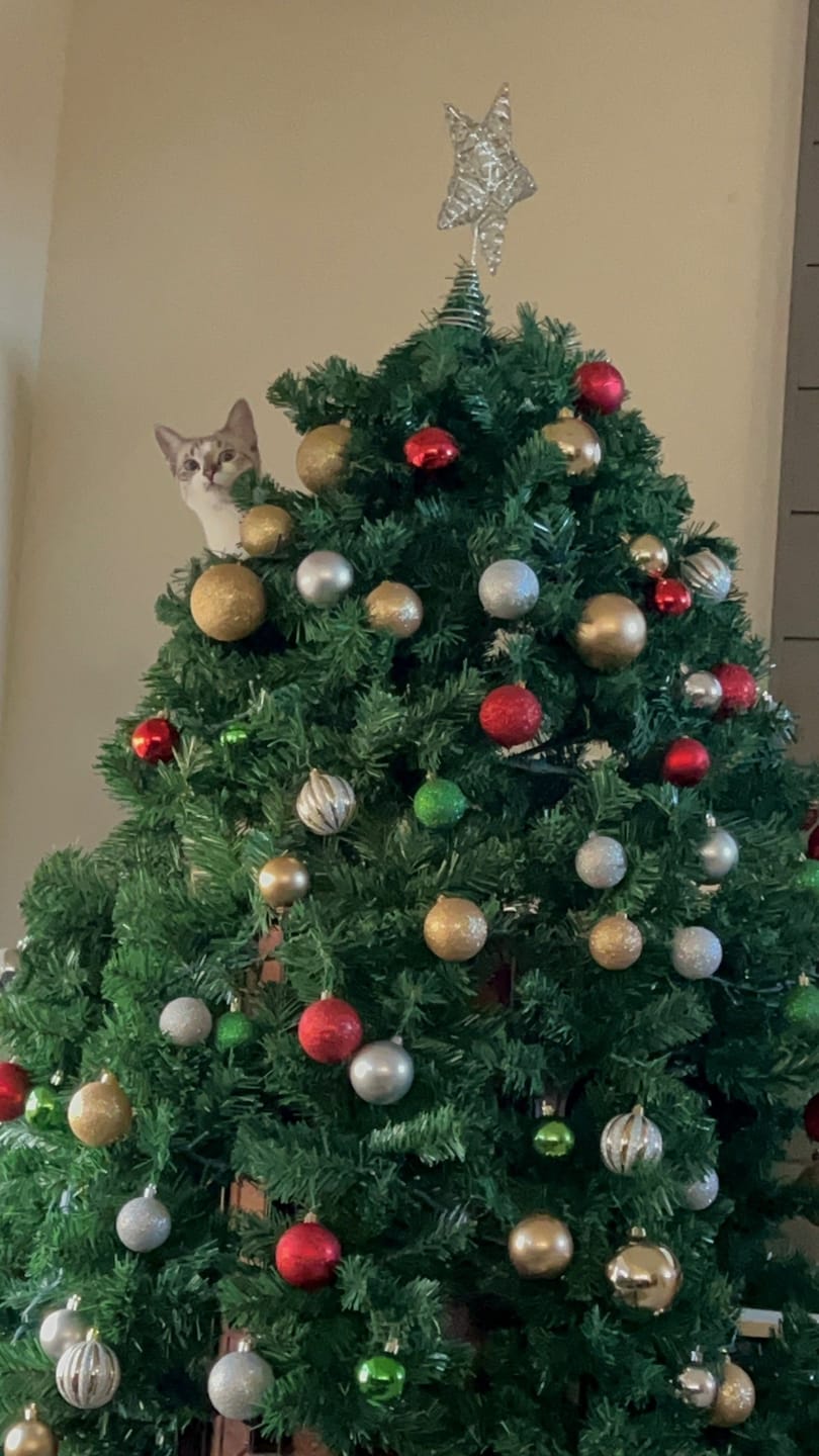 Customer photo review of Cat Christmas Tree - Sep 2026