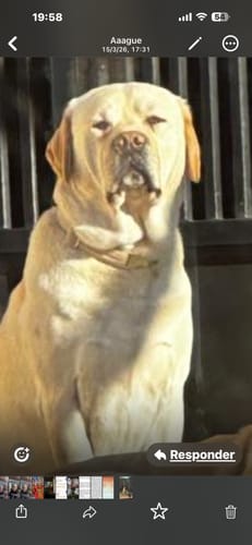 Customer photo review of Grain Free Adult Salmon