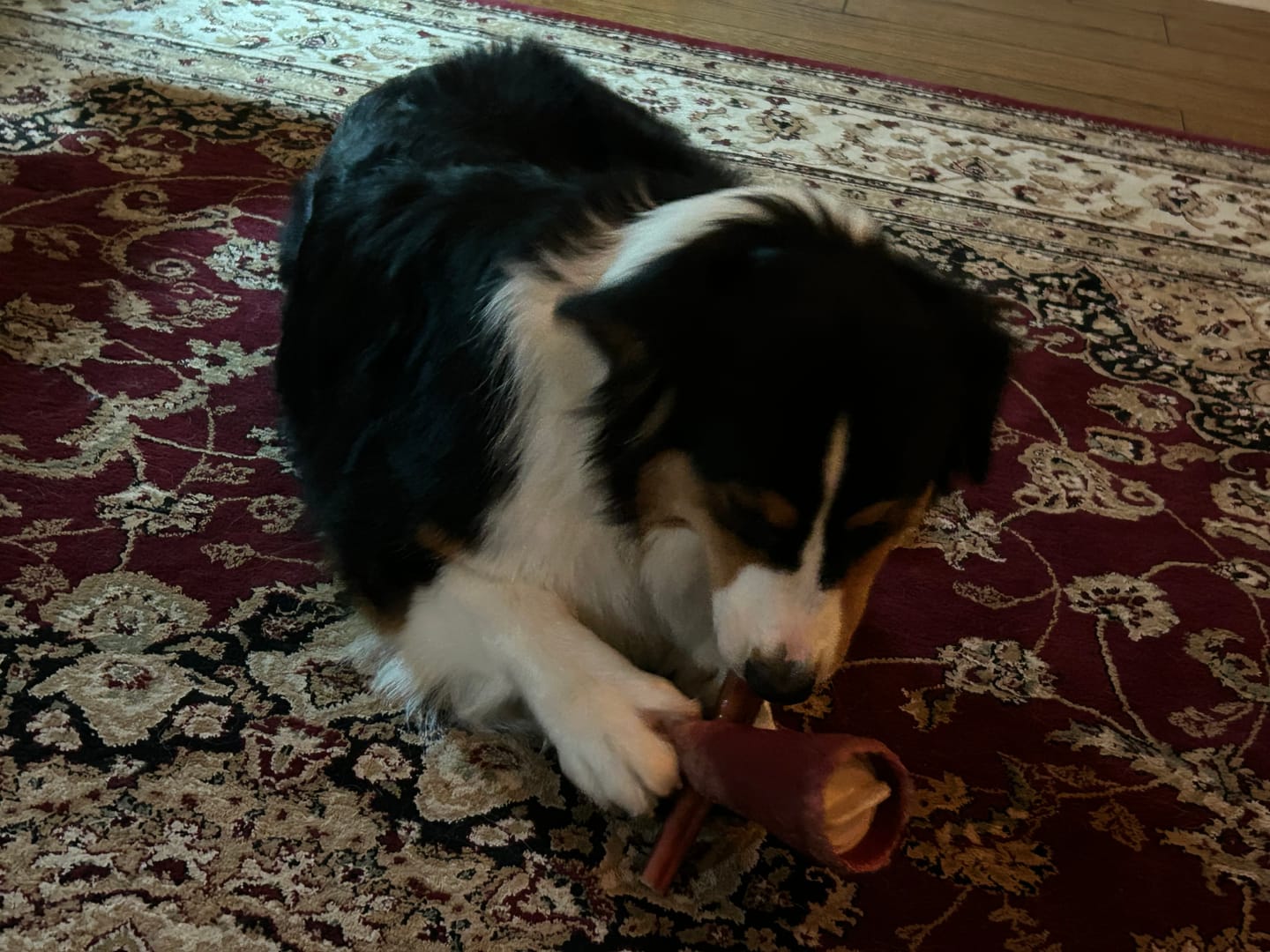 Customer photo review of 6 Inch Jumbo Bully Stick