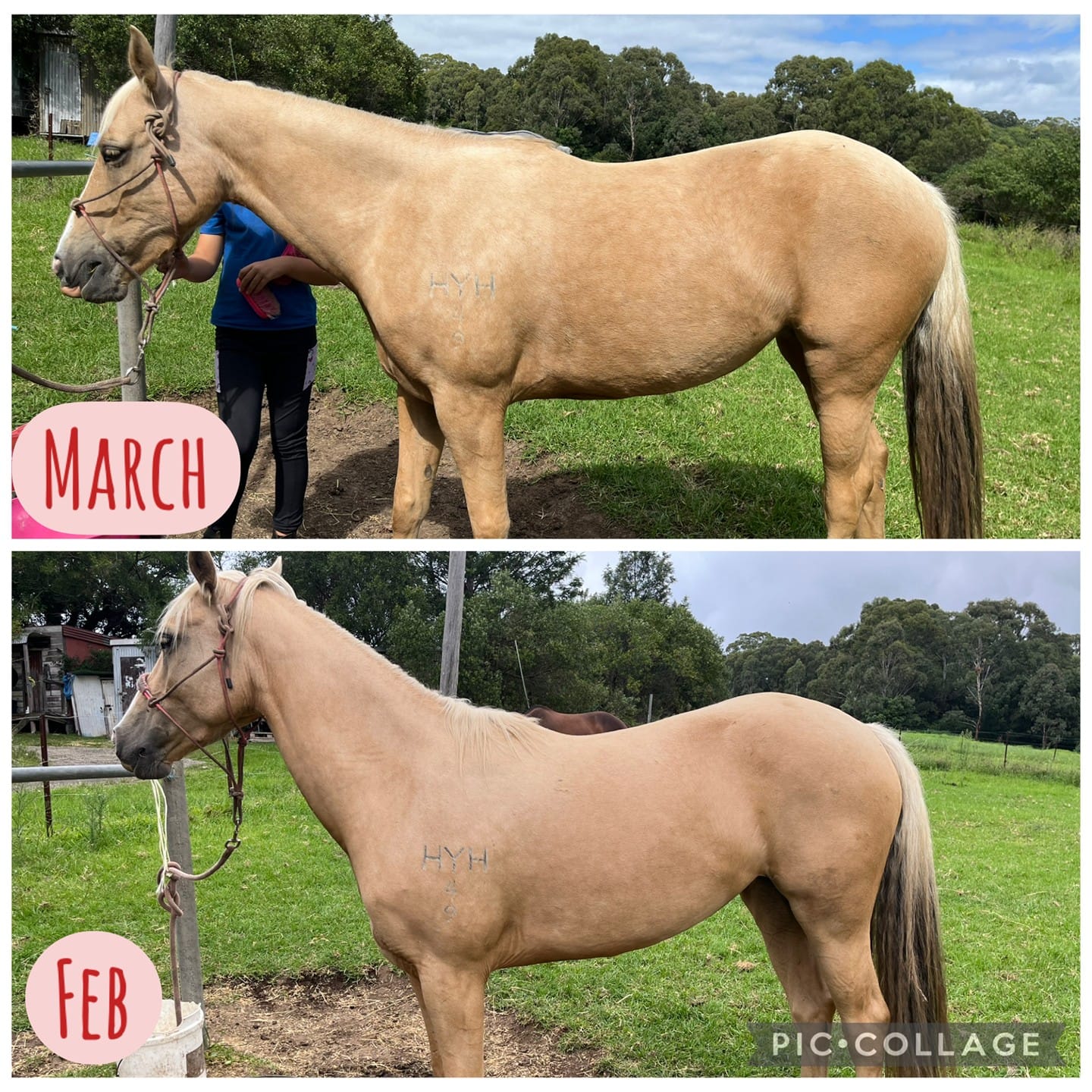 Customer photo review of Digestive EQ