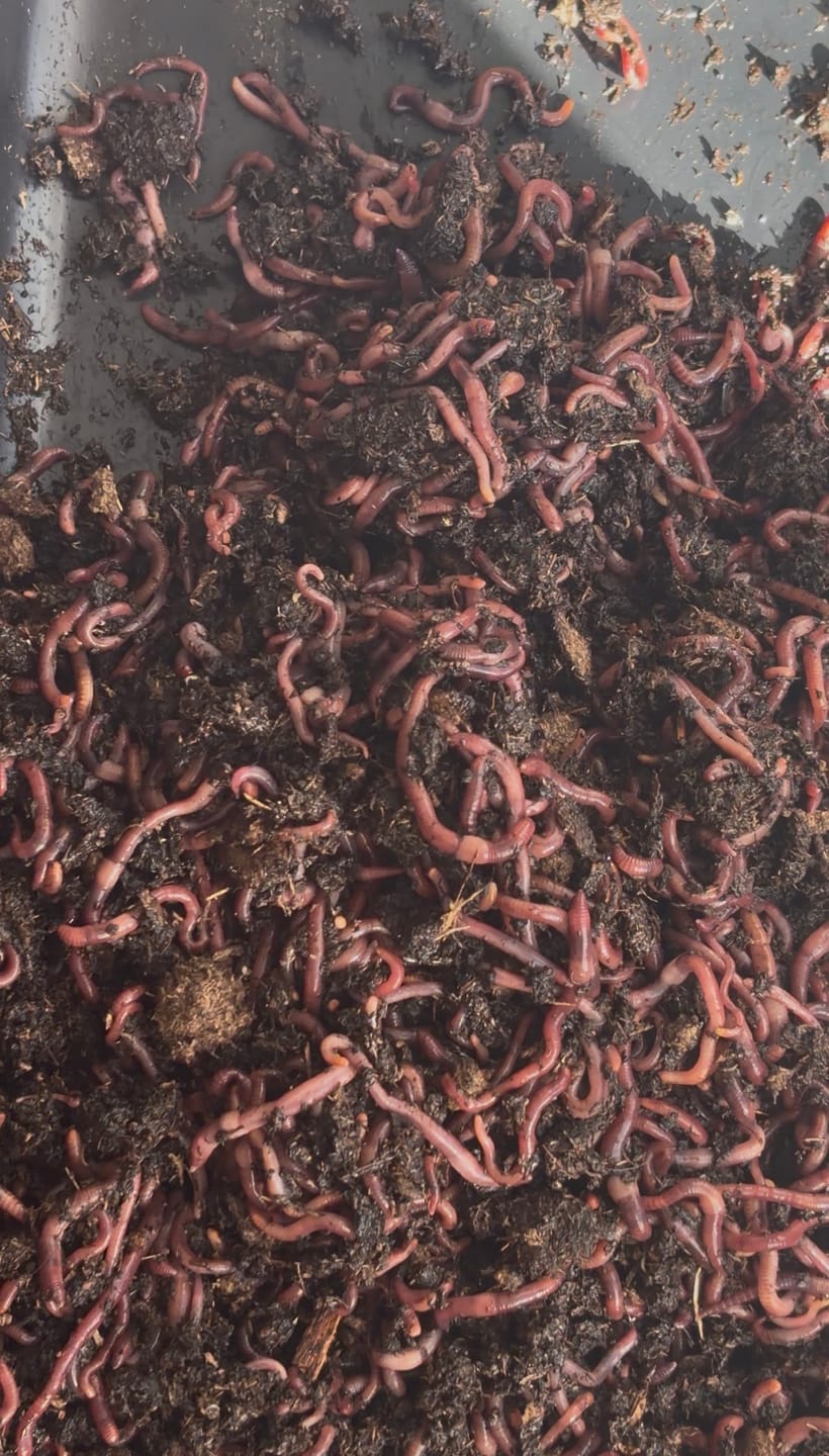 Customer photo review of Red Wigglers Composting Worms