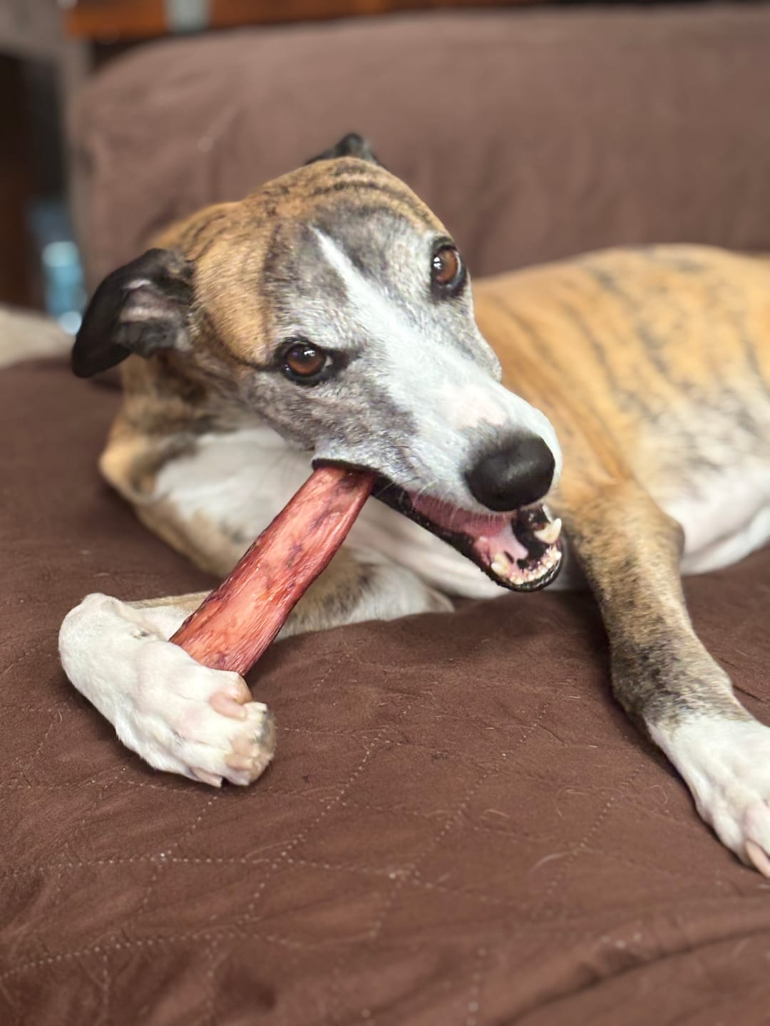 Customer photo review of 12 Inch Jumbo Bully Stick